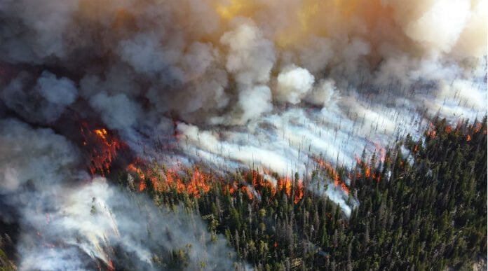 wildfire forest fire